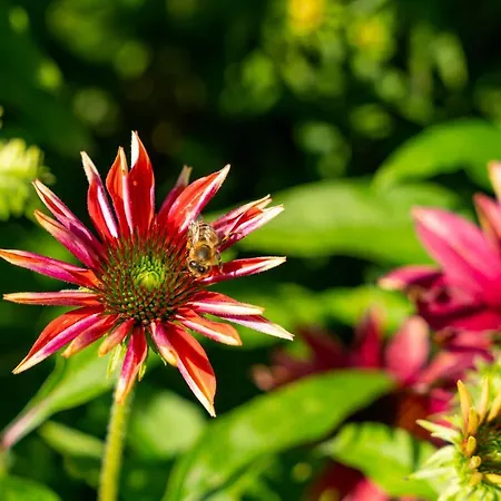 Alpendomizil Ahorn Apartment Mayrhofen
