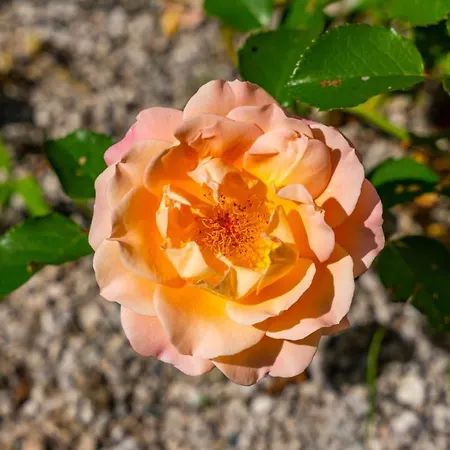 Alpendomizil Ahorn * Mayrhofen