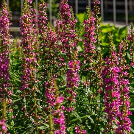 Appartement Alpendomizil Ahorn